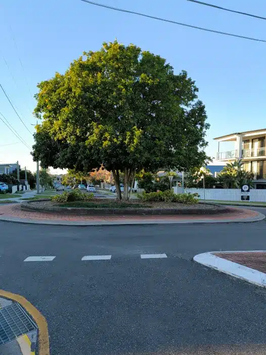 Tree at roundabout in Dickson St and Edmond St Tree at roundabout in Dickson Street and Edmond Street. Photo taken by Buyers Agent Carina.